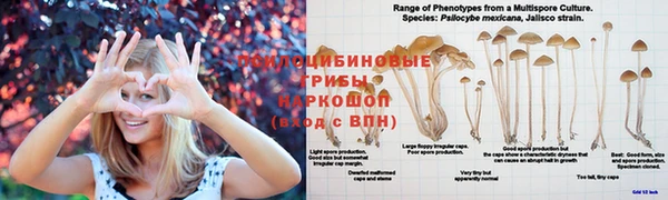 гашик Костерёво
